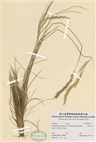 藏品(臺灣三毛草)的圖片